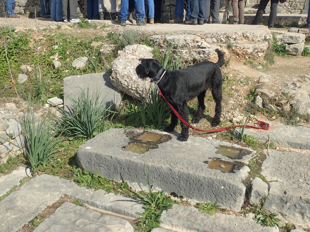 Volubilis - antike Römische Stadtruine - vor Meknes