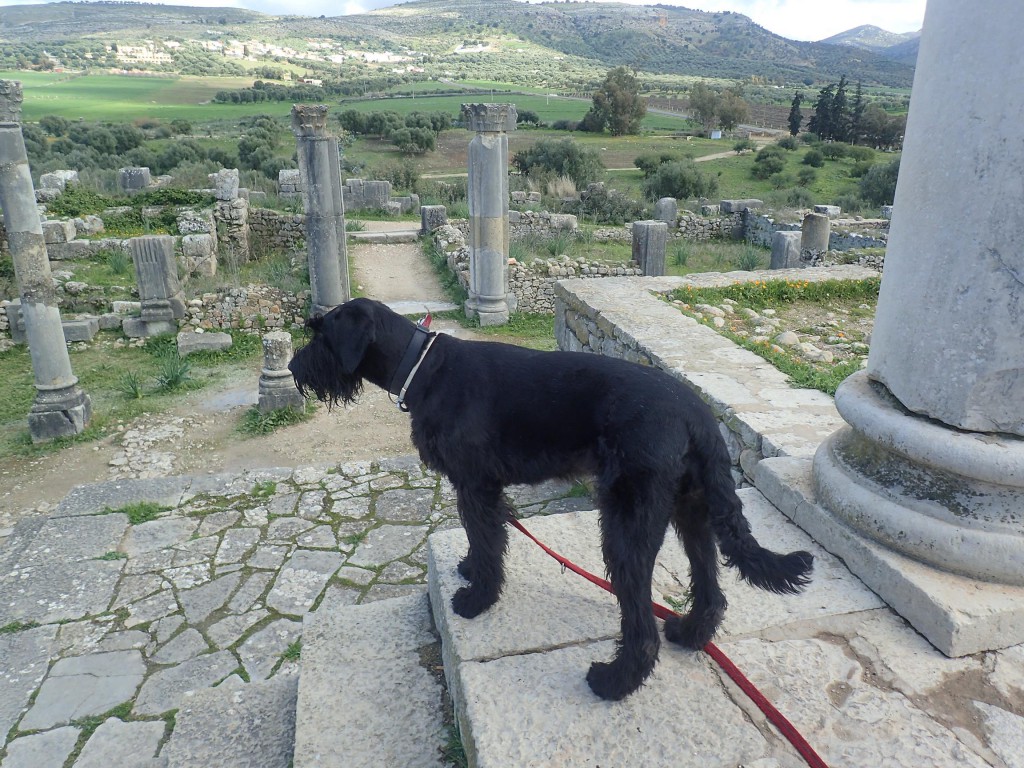 Volubilis - antike Römische Stadtruine - vor Meknes