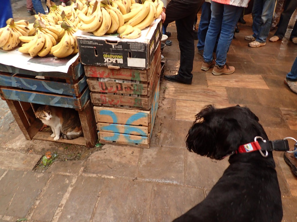 Maira mit Katze im Souk